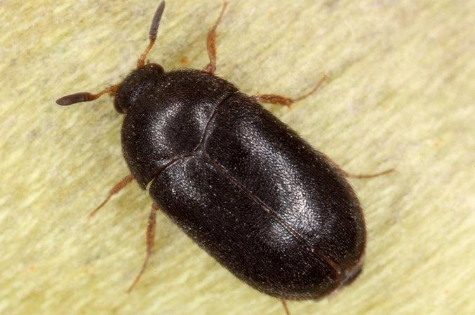 Black Carpet Beetle Guide: Identification, Damage & Control
