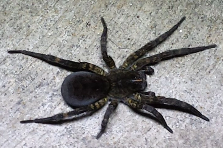 Wolf Spider Kansas: Your Ultimate Guide to Identification & Safety