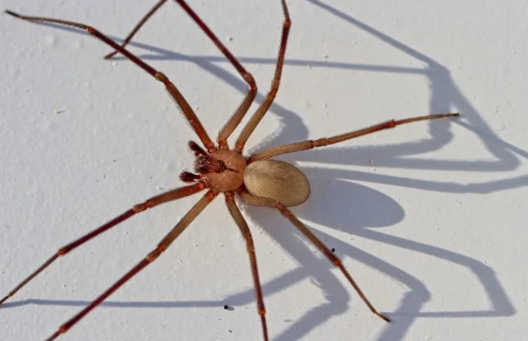 brown recluse wolf spider comparison