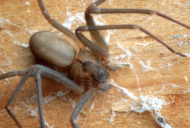 wolf spider vs brown recluse