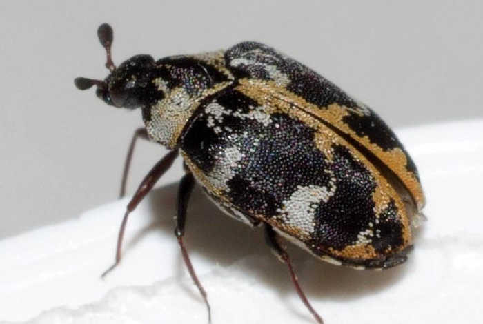 carpet beetle damage