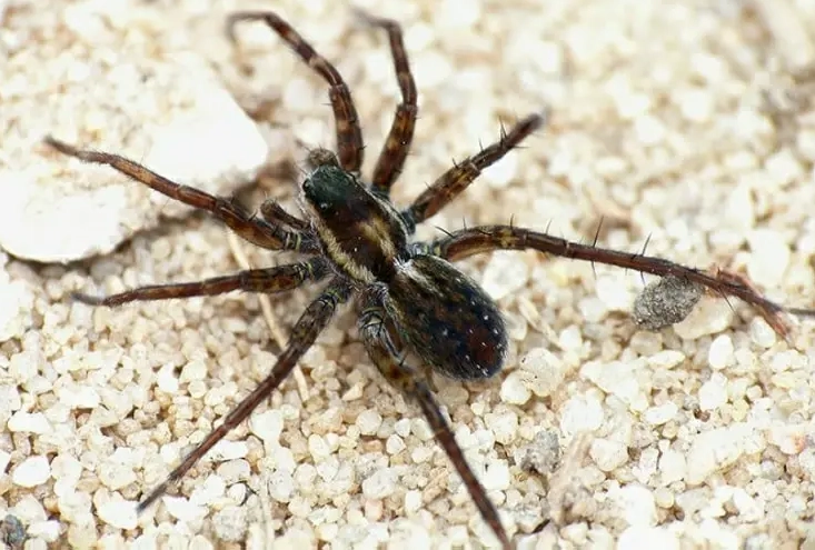 are wolf spiders dangerous