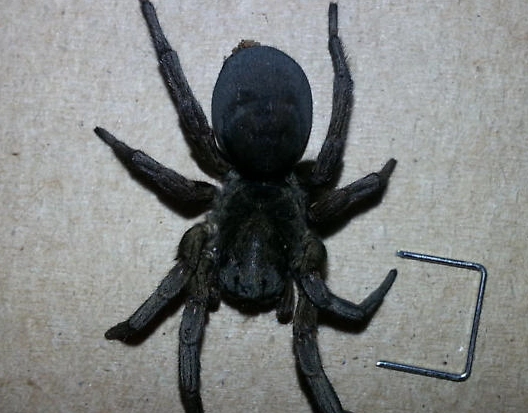 are wolf spiders in kansas poisonous