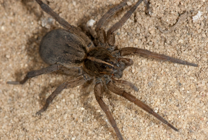 The Brown Wolf Spider: Your Complete Guide to Identification, Bites & Control