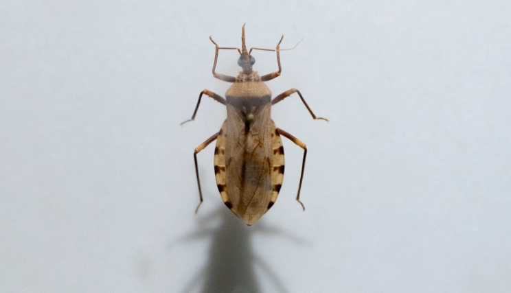 kissing bugs Kansas