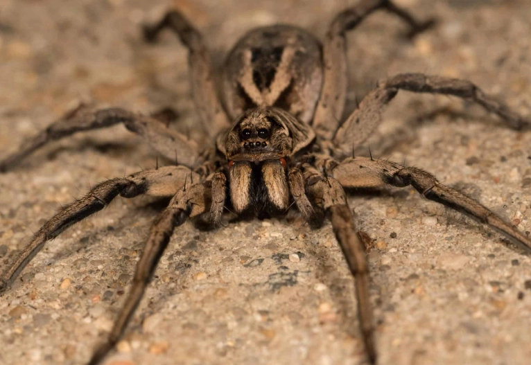 Wolf Spider Brown: Complete Guide to Identification, Behavior & Safety