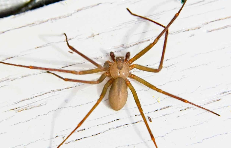 Brown Recluse vs Wolf Spider: 7 Key Differences to Know
