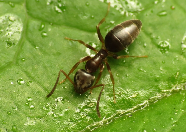 get rid of odorous house ants