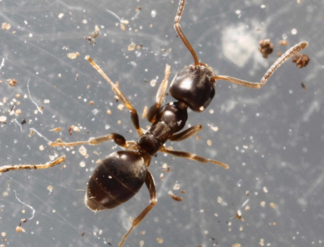 odorous house ant control