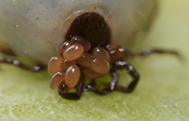 how long do ticks live