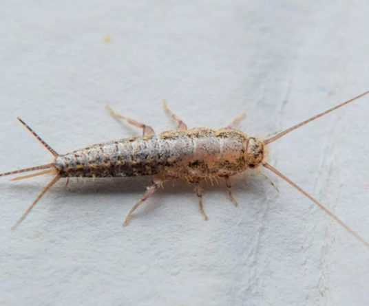 silverfish bug