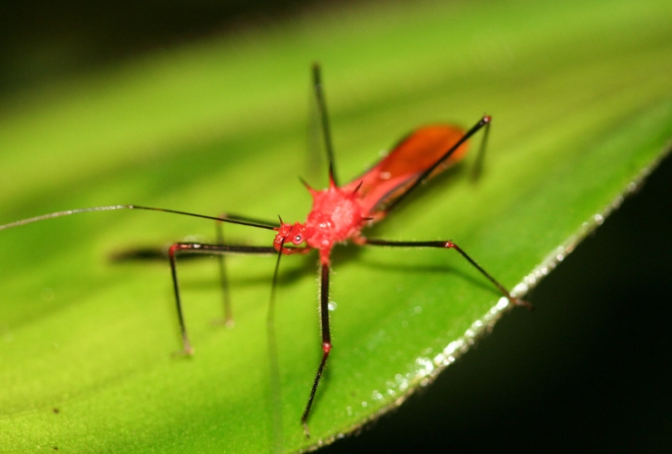 beneficial garden insects