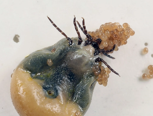 Tick Life Cycle Explained: Stages, Timelines & How to Break It