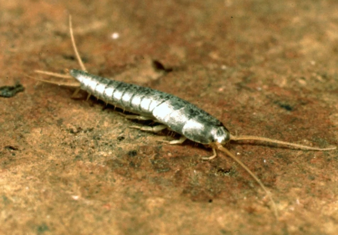 Silverfish Control Guide: How to Identify, Prevent, and Get Rid of Them for Good
