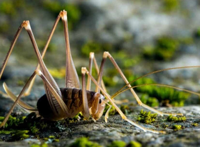 how to get rid of camel crickets