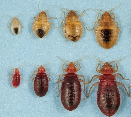 stages of bed bugs