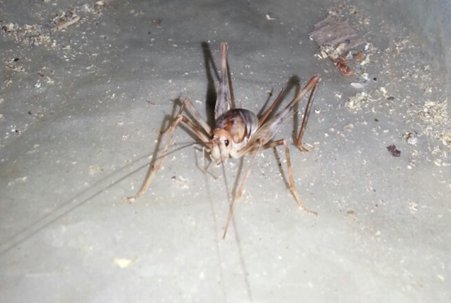 camel cricket control