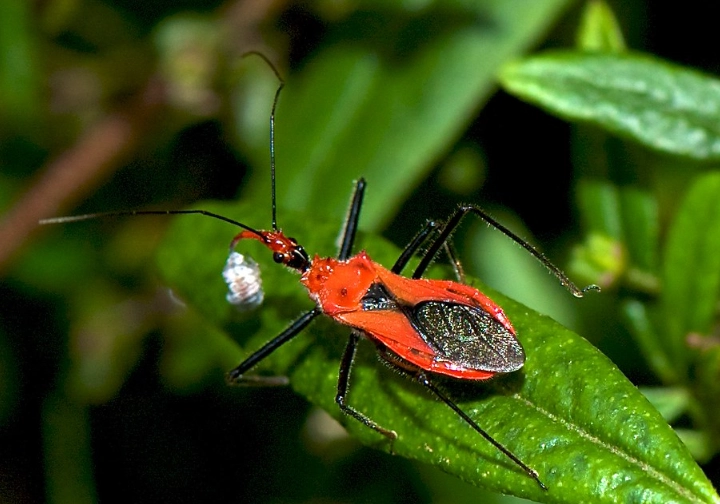 Red Assassin Bug: Friend or Foe in Your Garden? Identification, Bite & Control