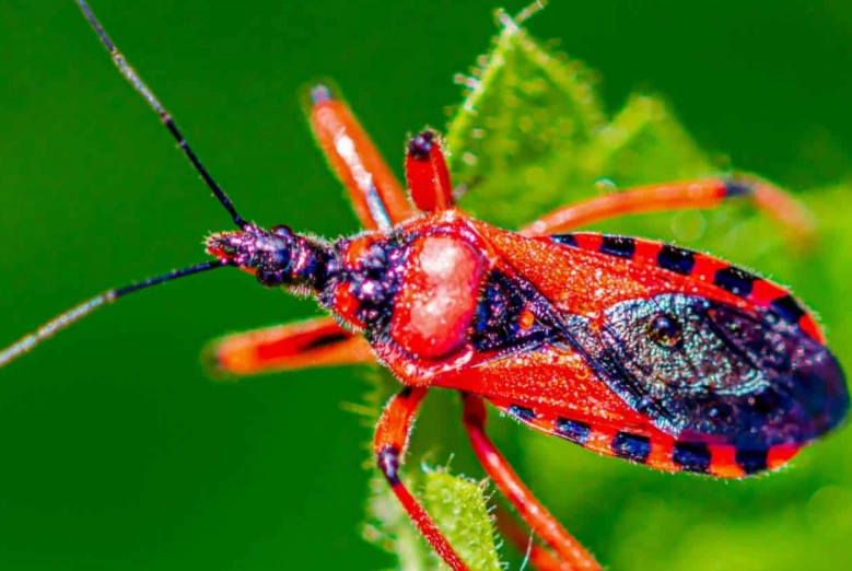 Assassin Bugs: The Ultimate Guide to Nature's Stealthy Predators