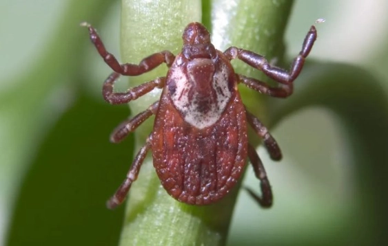 tick life cycle stages