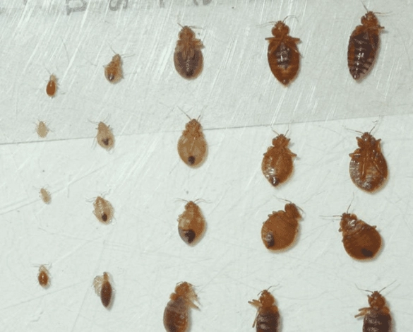 bed bug nymph stages