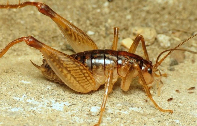 Camelback Crickets: Complete Guide to Identification, Prevention & Control