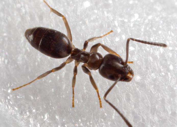 Odorous House Ants: Complete Guide to ID, Prevention & Control