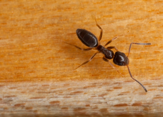 odorous house ant control