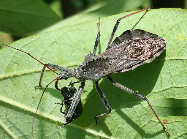 assassin bug