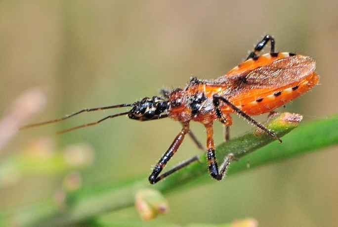 Red Assassin Bug