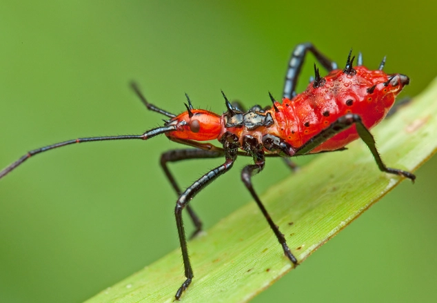 beneficial garden insects