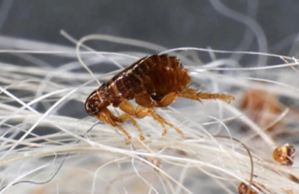 tick life cycle stages