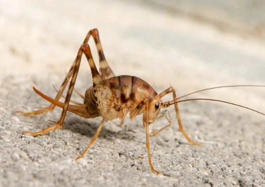 how to get rid of camel crickets