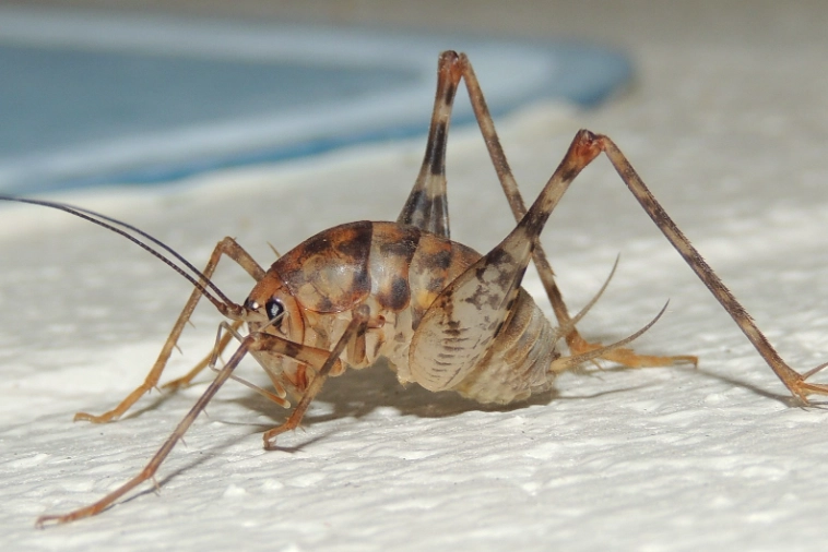 camel cricket control
