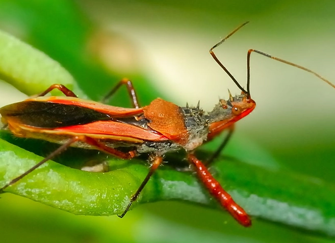 Assassin Bug bite