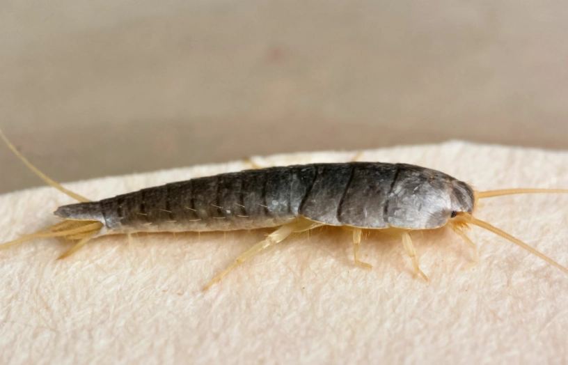 silverfish infestation