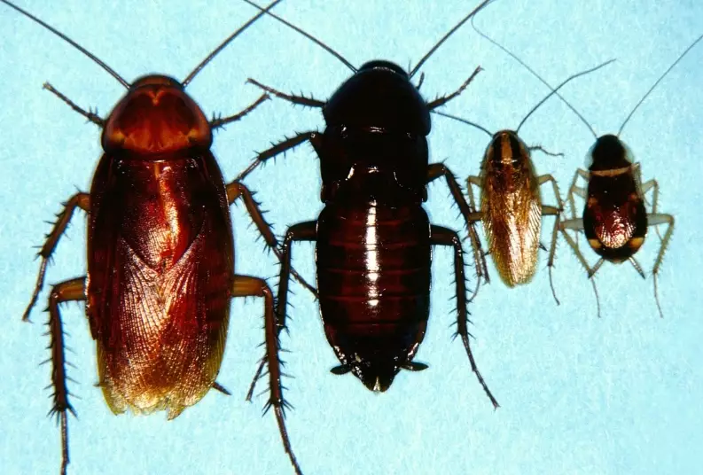 oriental cockroach vs german cockroach