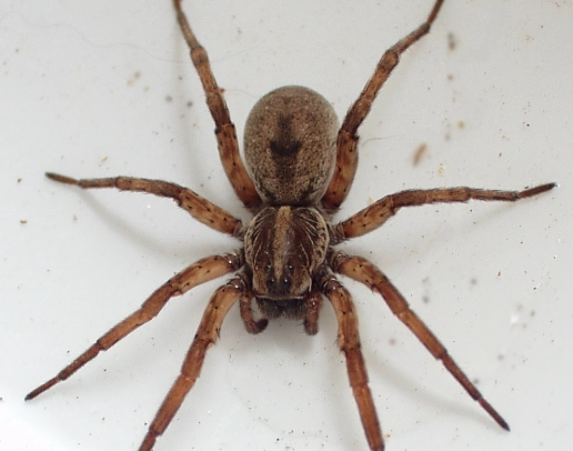 spider identification