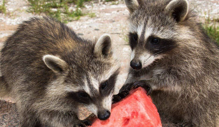 raccoon diet