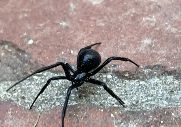 Spider Types Explained: From Common House Spiders to Exotic Tarantulas