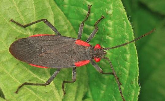 red and black beetles