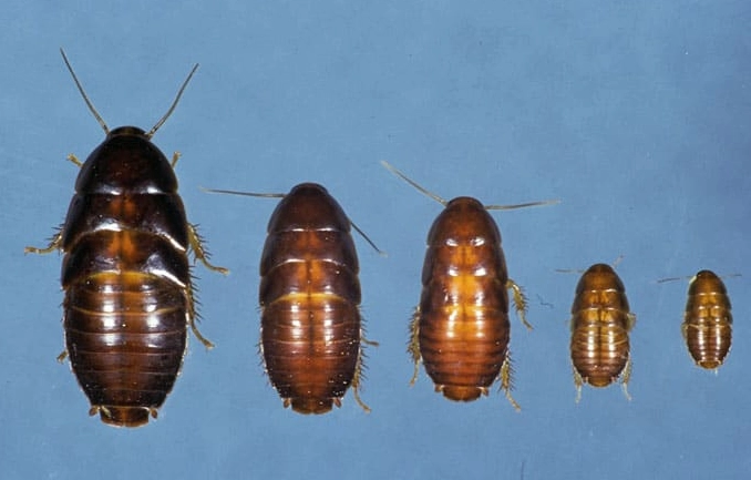 oriental cockroach vs german cockroach