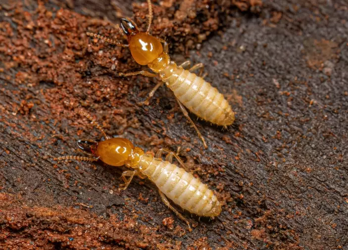 Termite Control: A Complete Guide to Identification, Treatment, and Prevention