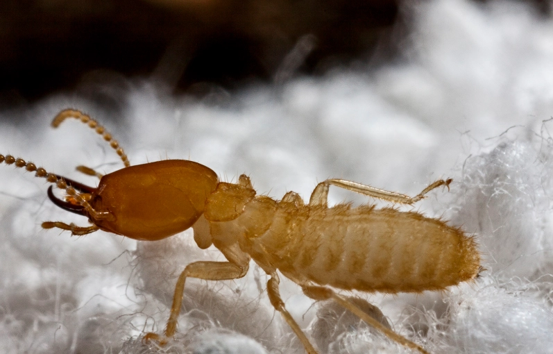 termite treatment