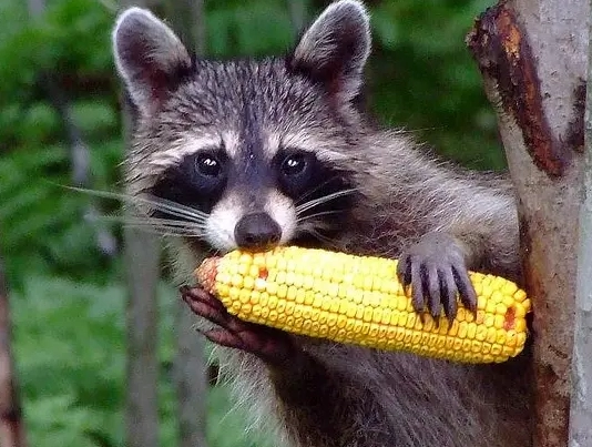 raccoon diet