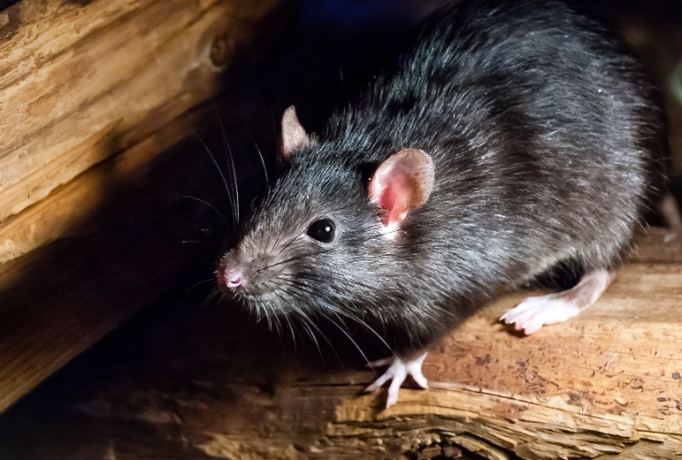 Roof Rats Guide: How to Identify, Prevent, and Get Rid of Them