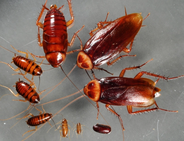 get rid of american cockroaches