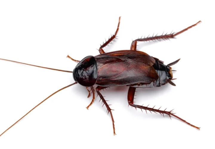 Oriental Cockroach Guide: Identify, Prevent, and Eliminate Infestations