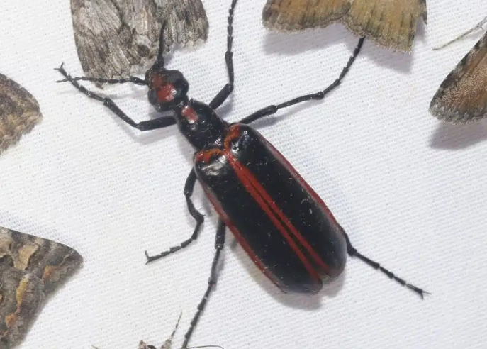 black insect with red spots