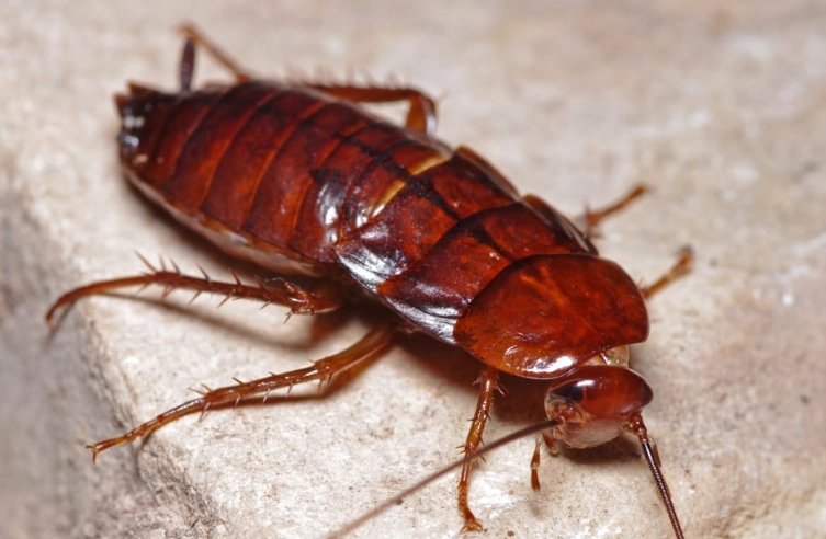 oriental cockroach infestation